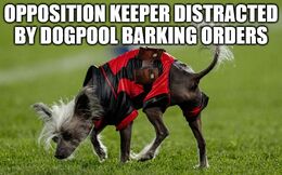 Dogpool memes